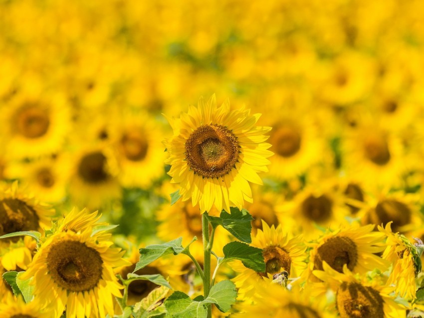 sunflowers flowers yellow field bloom High-quality transparent PNG images comprehensive set