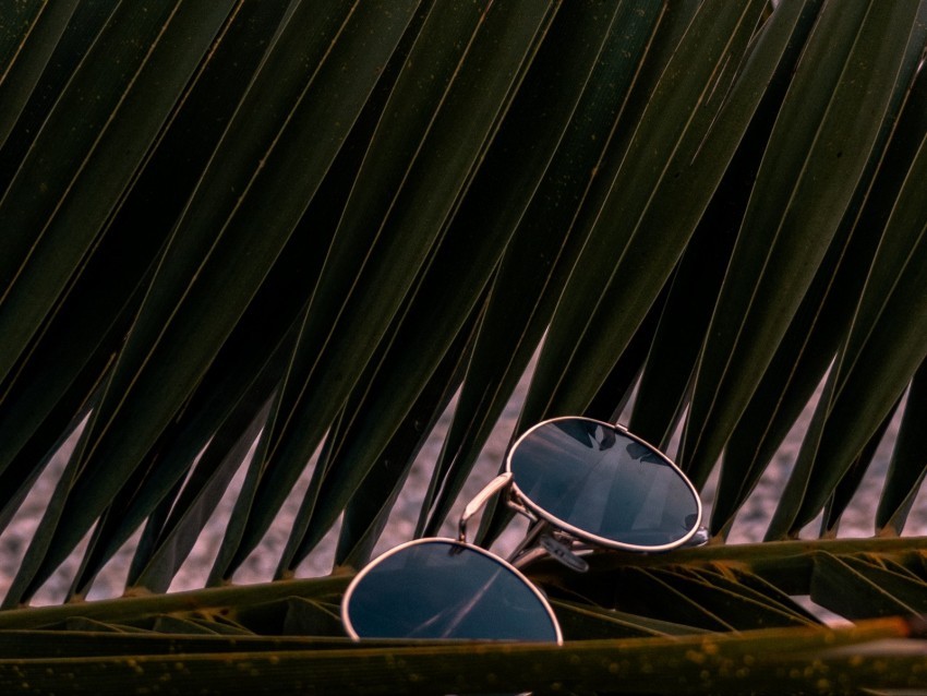 sunglasses glasses palm branches leaves PNG Image Isolated with High Clarity