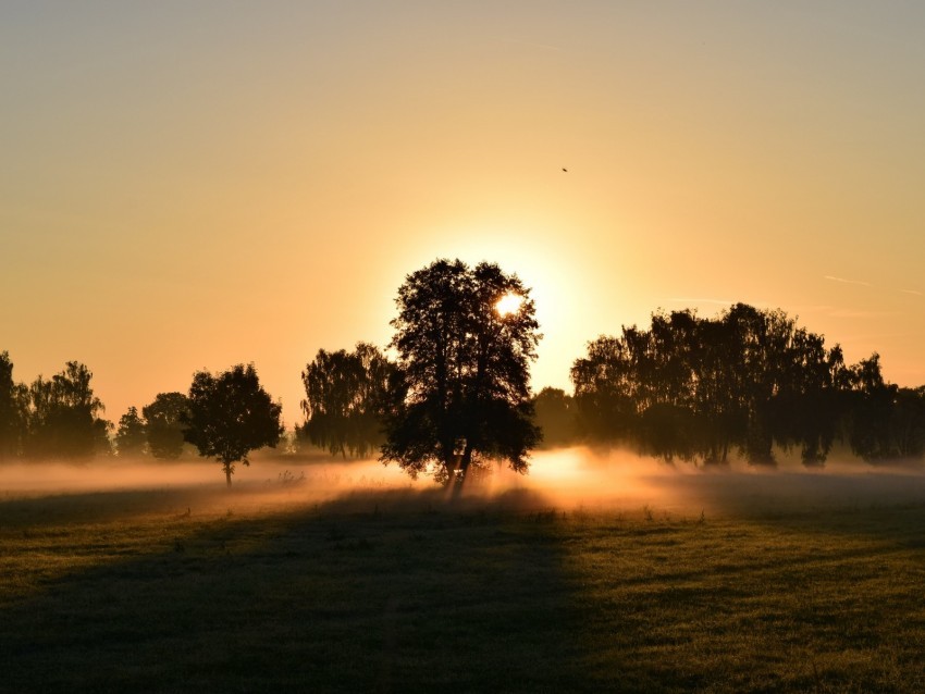 sunrise fog trees dawn morning PNG Image Isolated with Clear Background