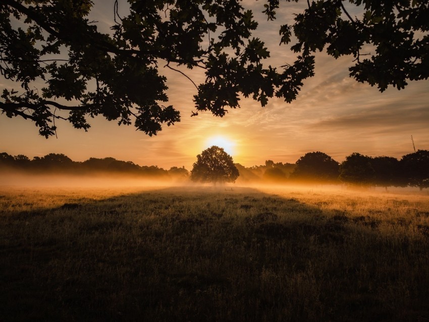 sunset fog tree lawn landscape Isolated Graphic on Transparent PNG