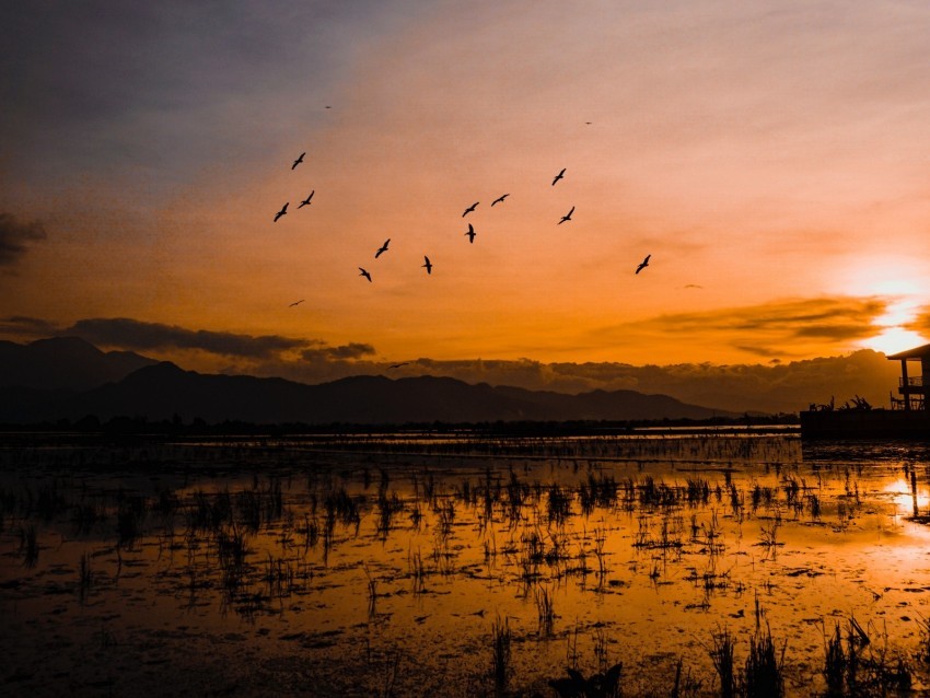 sunset horizon birds silhouettes water indonesia PNG transparent photos comprehensive compilation