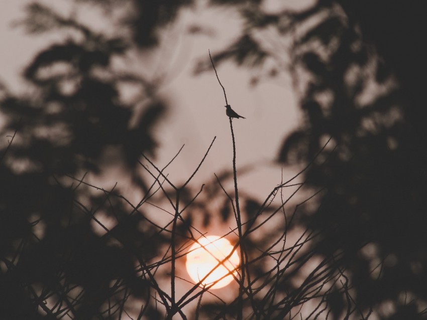 sunset sun branches bird dark Isolated Subject on HighQuality PNG 4k wallpaper