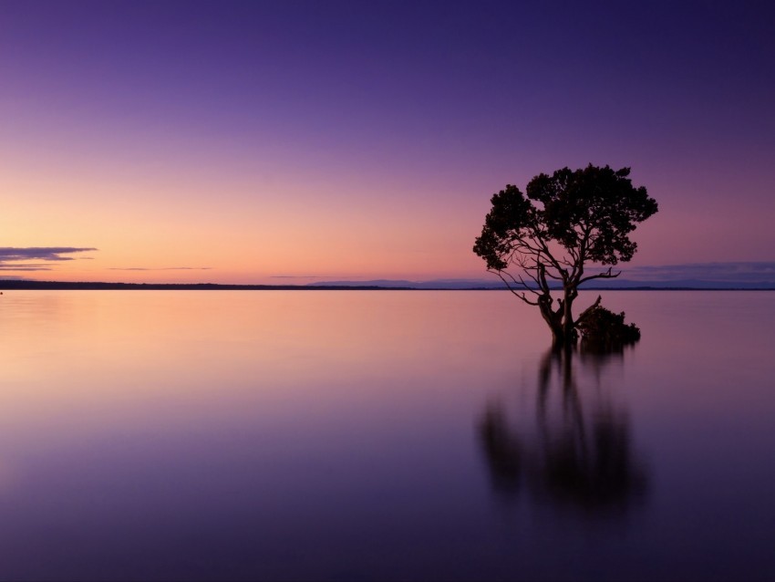 sunset tree lake sky water evening purple High-resolution transparent PNG images set