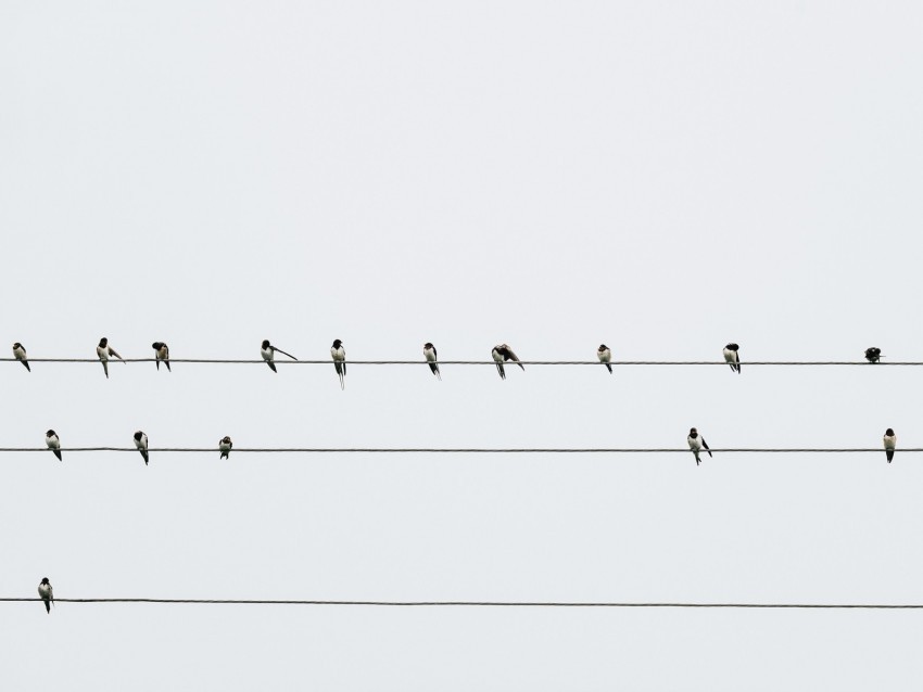 swallows birds wires minimalism Transparent PNG picture
