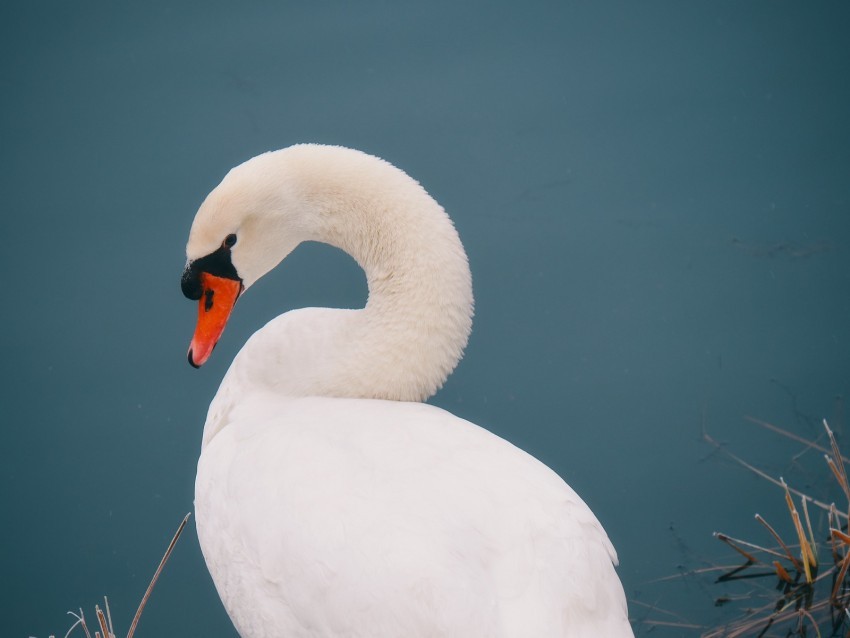 swan bird white water PNG images with alpha channel diverse selection