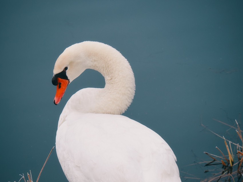 swan bird white water PNG images with alpha channel diverse selection 4k wallpaper