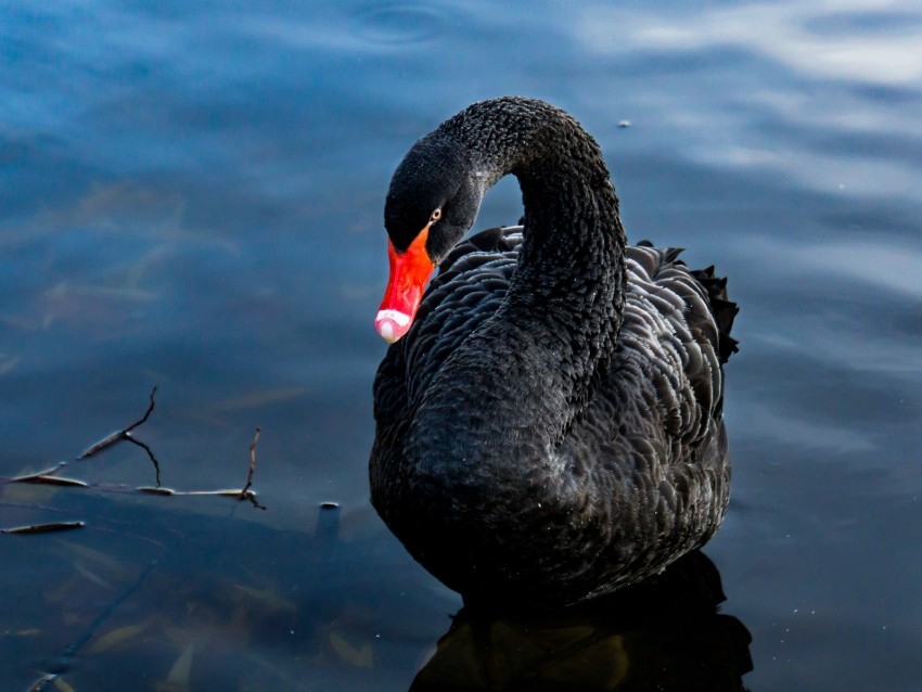 swan black bird lake swim PNG artwork with transparency
