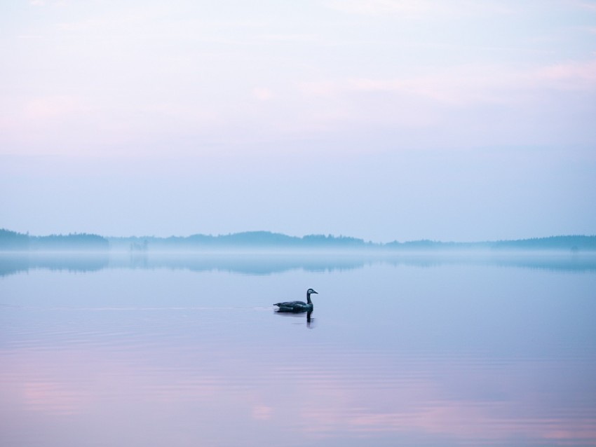 swan fog lake bird HighQuality Transparent PNG Isolated Element Detail