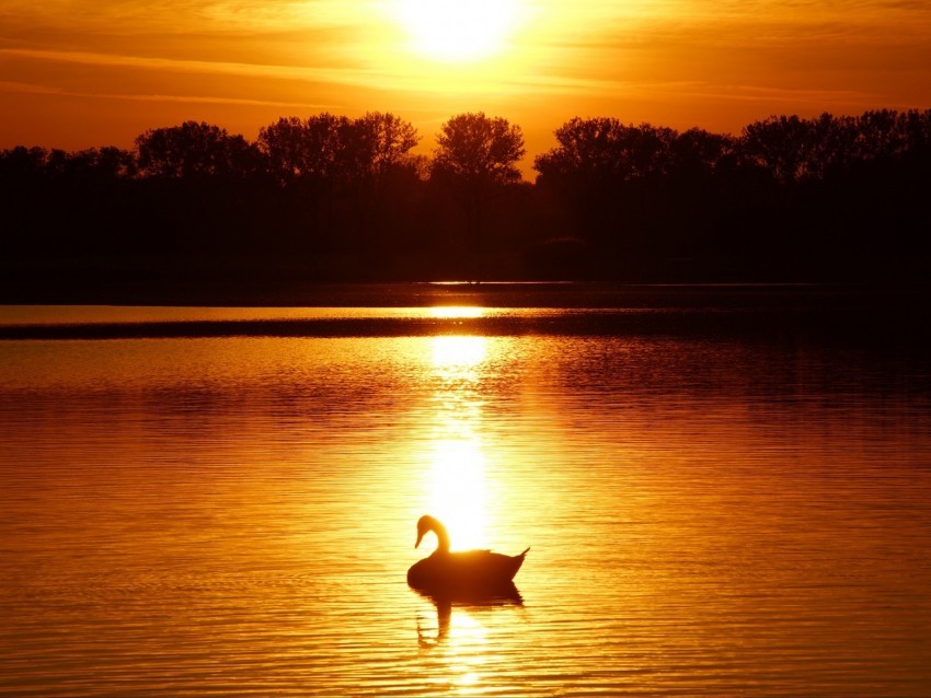 swan sunset pond trees horizon PNG clipart