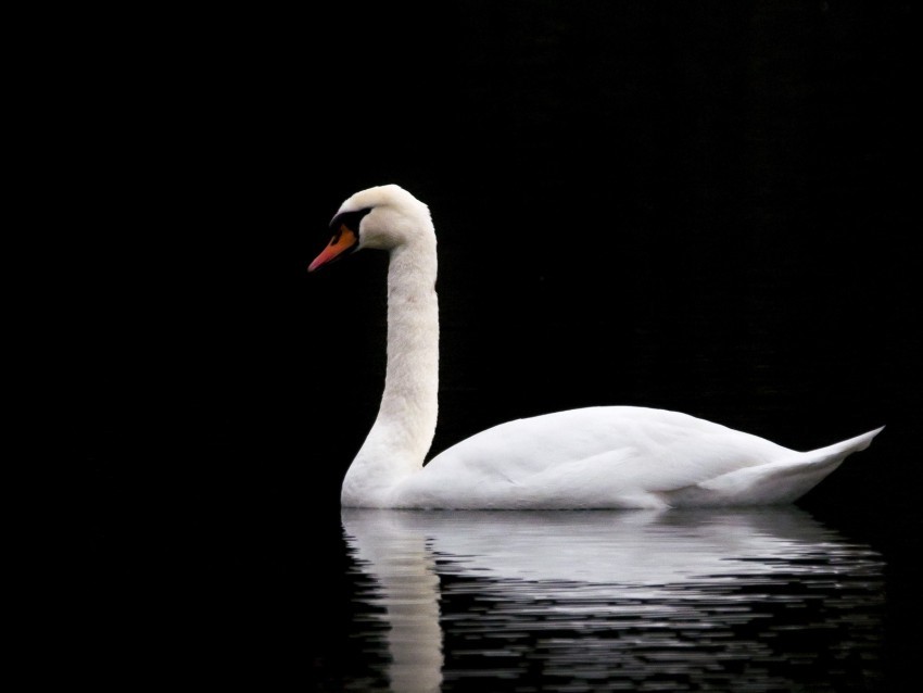 swan white lake reflection black contrast bird PNG for personal use