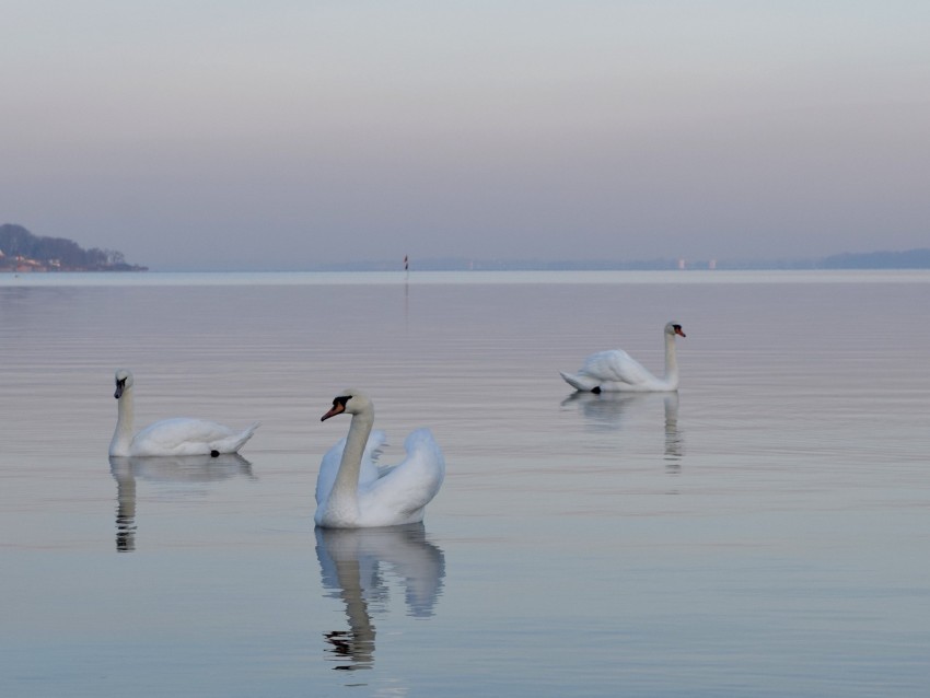 swans birds water swimming horizon fog Clear pics PNG