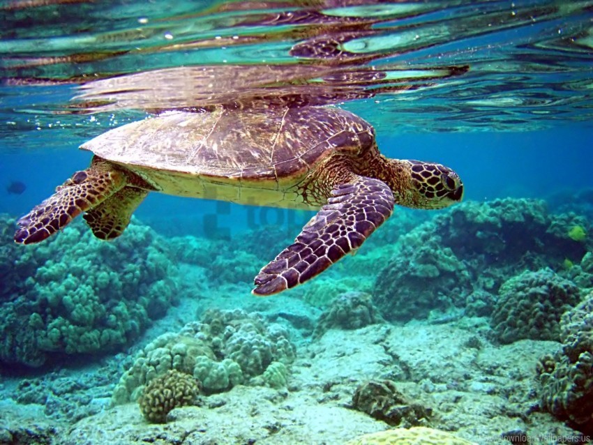 swimming turtle underwater water wallpaper Transparent PNG graphics variety