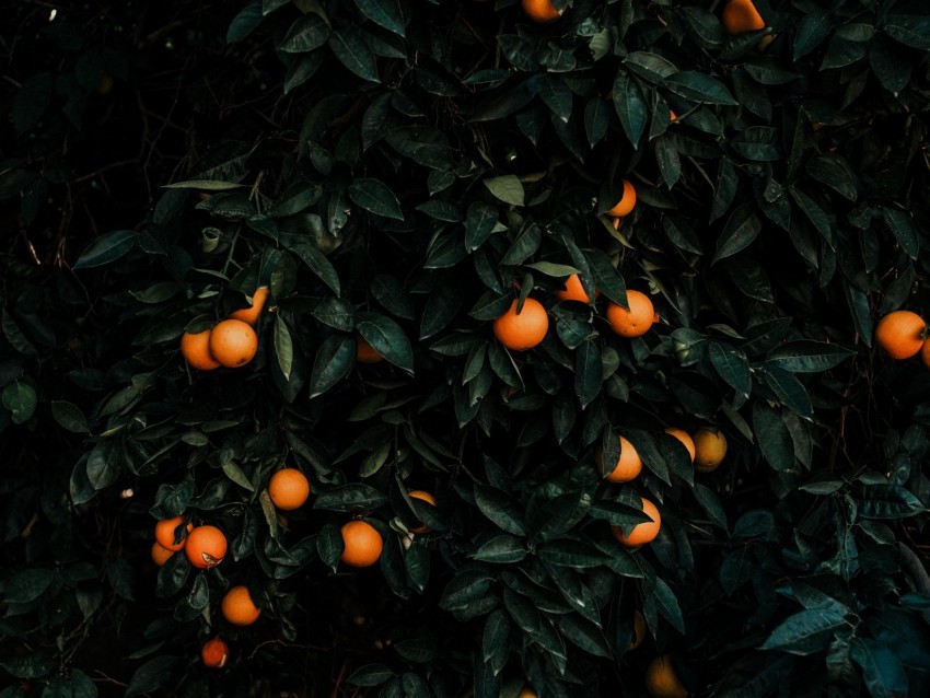 tangerines bush fruits citrus plant PNG transparent graphics for projects 4k wallpaper