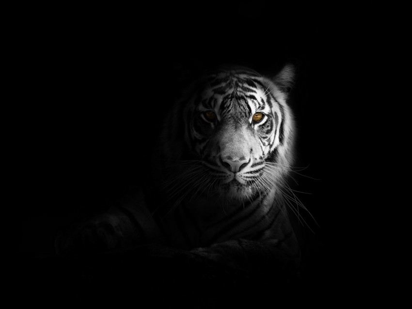 tiger big cat predator glance shadow black and white Isolated Graphic with Clear Background PNG