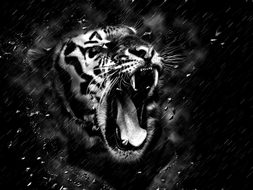 tiger grin bw predator fangs PNG transparent elements compilation 4k wallpaper