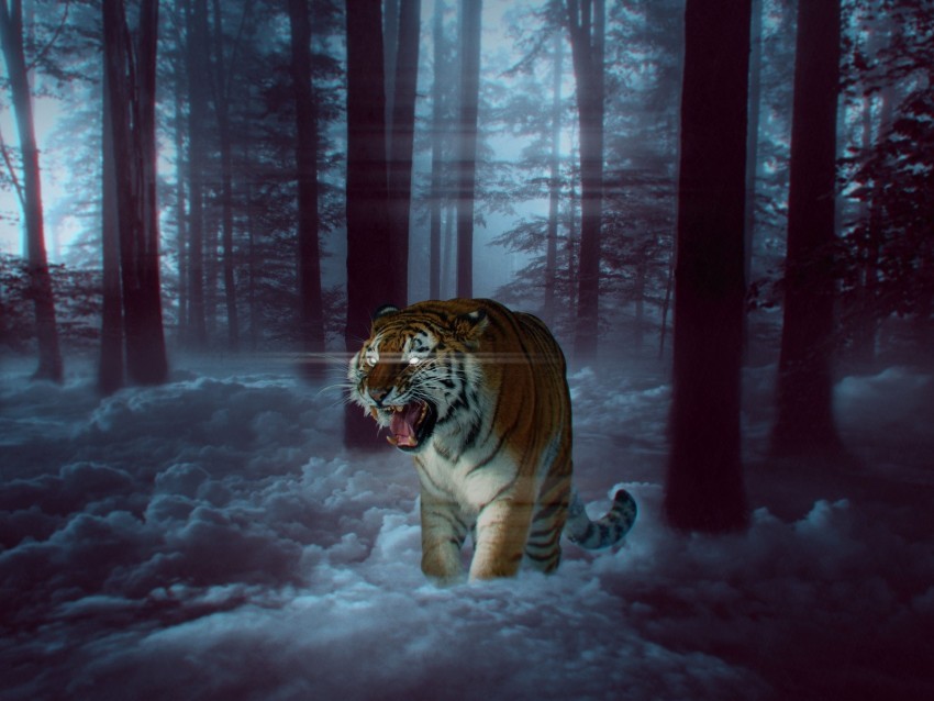 tiger grin photoshop forest fog PNG pictures without background 4k wallpaper