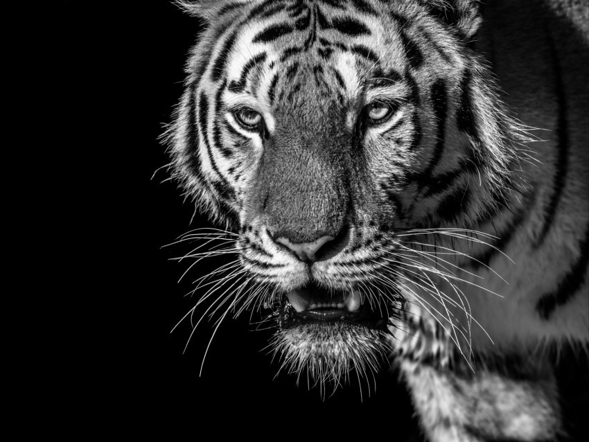 tiger predator looks bw wild striped PNG Graphic with Transparent Isolation