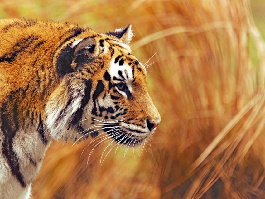 tiger predator wildlife big cat striped Transparent PNG download