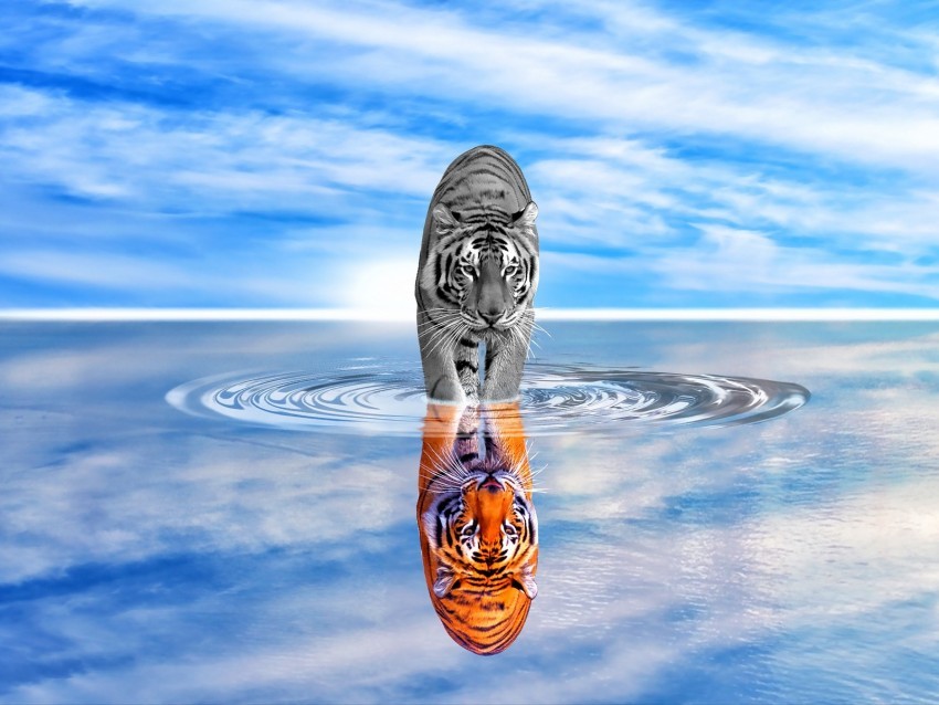 tiger water reflection color black and white sky wave photoshop Transparent PNG download 4k wallpaper