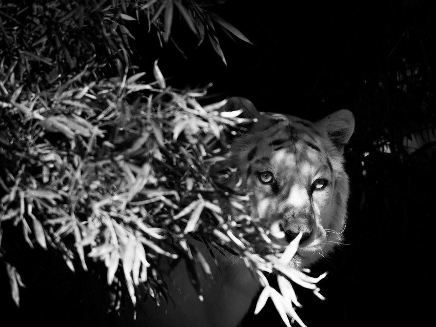 tiger white tiger bw hide branches PNG transparent images bulk