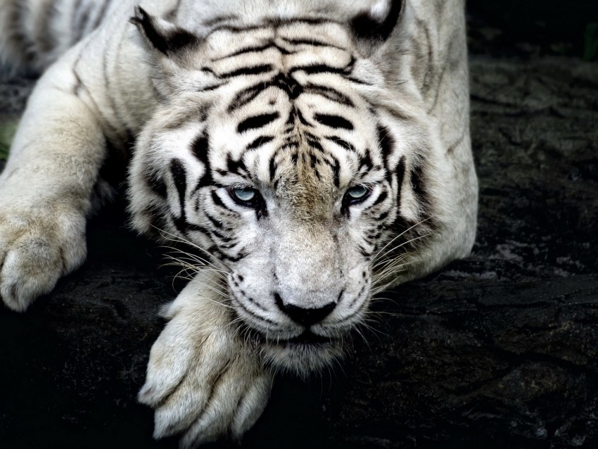 tiger white tiger predator glance paw Isolated Character with Transparent Background PNG
