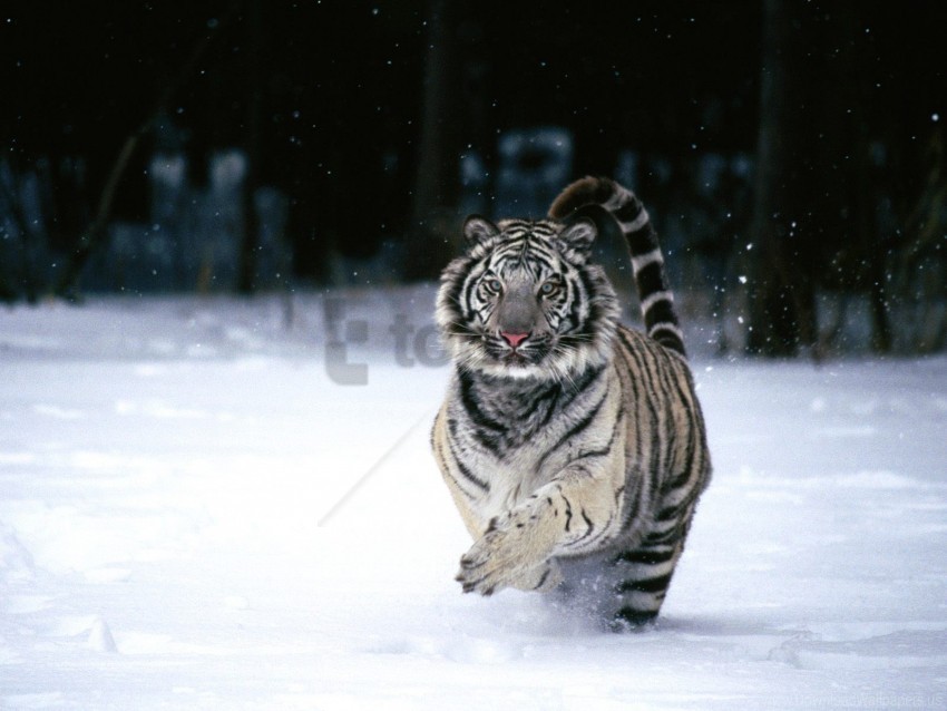 tiger white wallpaper PNG files with no backdrop required