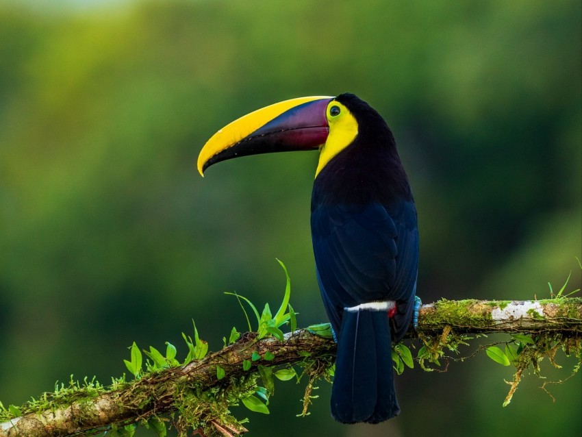 toucan bird exotic branch beak color PNG with no background free download