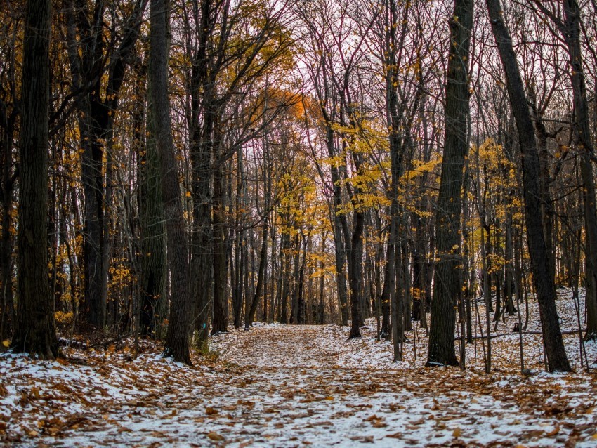 trail path forest snow winter autumn trees Isolated Design Element in Clear Transparent PNG 4k wallpaper