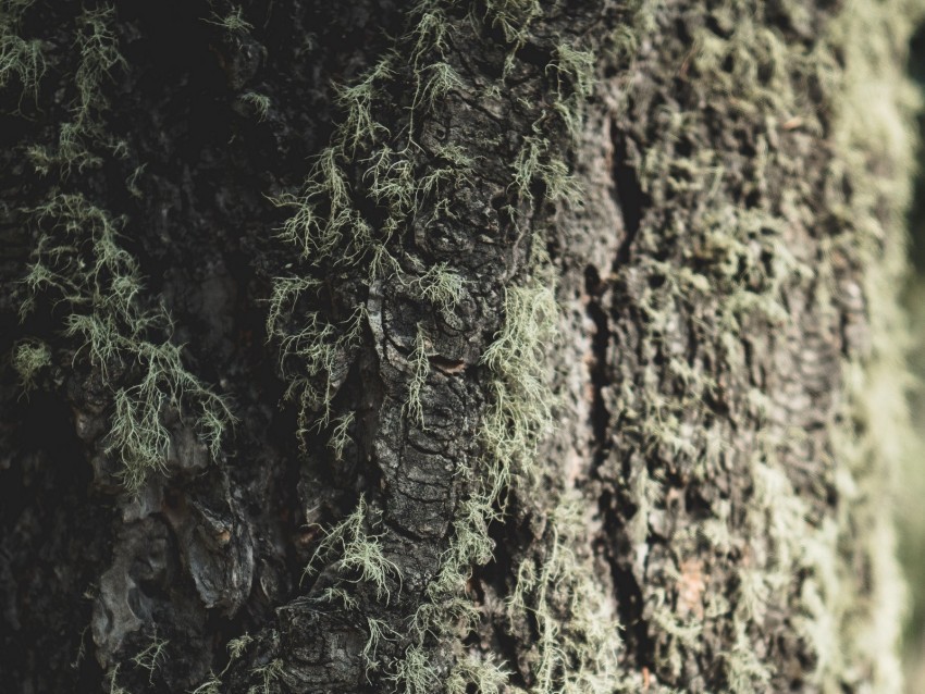 tree bark moss macro closeup High-definition transparent PNG