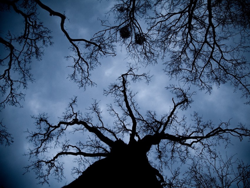 tree branches bottom view night outlines Clear Background PNG Isolated Design