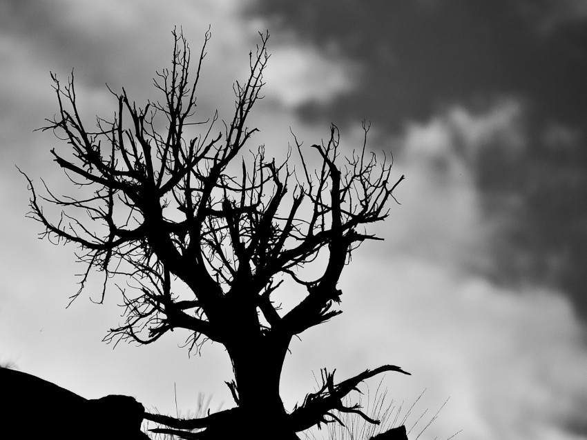 tree branches bw sky clouds Clean Background Isolated PNG Design 4k wallpaper