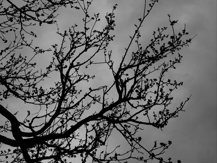 tree branches bw sky dark PNG graphics with clear alpha channel broad selection