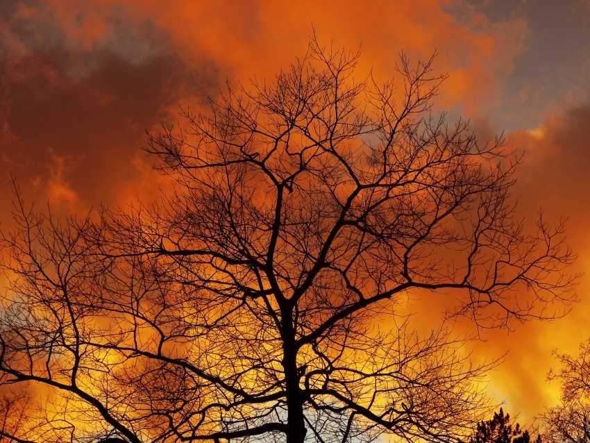 tree branches dawn sky clouds autumn Transparent background PNG images selection