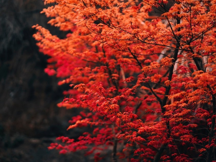 tree branches leaves red blur High-resolution transparent PNG images assortment