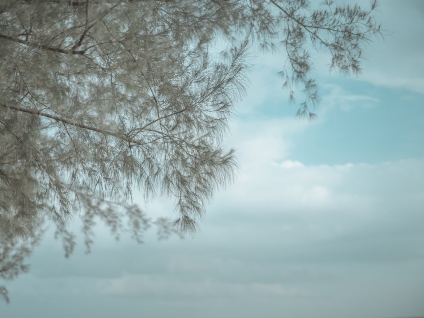 tree branches reflection water surface PNG graphics with transparent backdrop