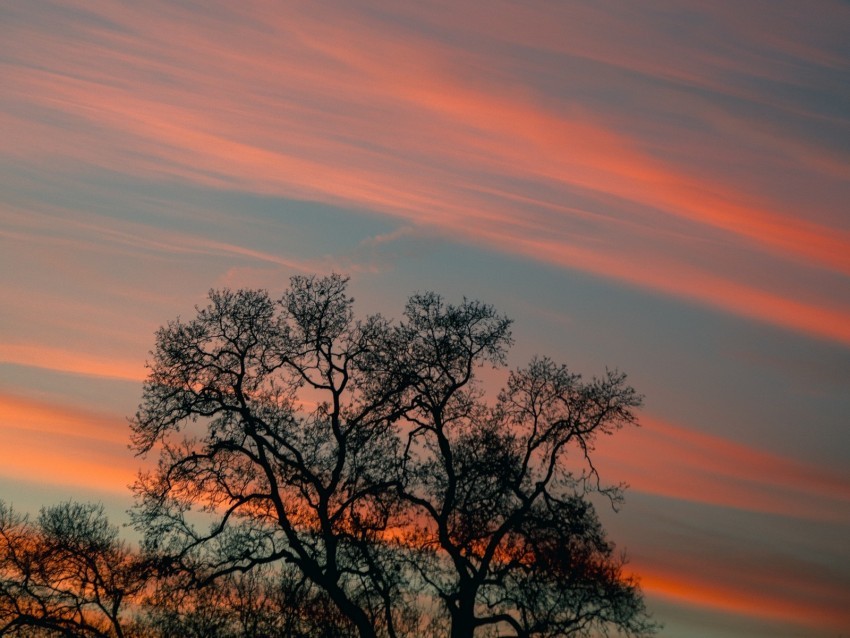 tree branches sky clouds sunset stripes Isolated Design Element in Clear Transparent PNG 4k wallpaper