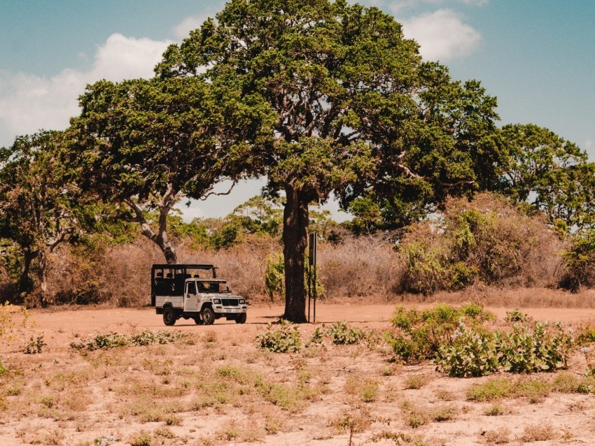 tree car savanna wildlife bushes vegetation Transparent PNG Isolated Object