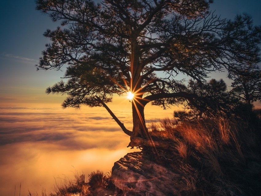 tree cliff fog sunrise dawn morning sunlight PNG transparent photos for presentations