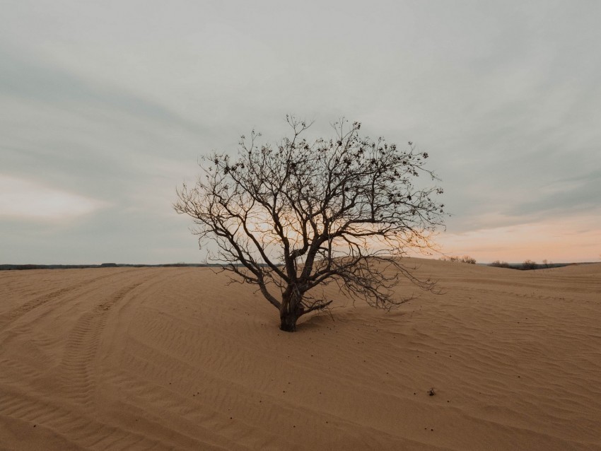tree desert sand dry lonely Alpha channel PNGs