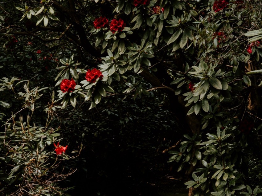 tree flowers red plant garden Isolated Graphic on Clear PNG