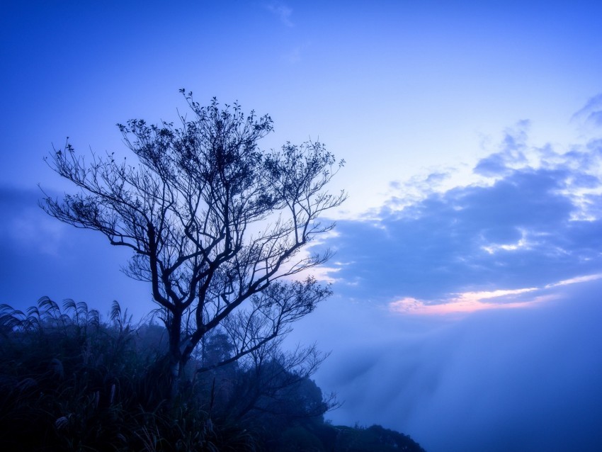 tree fog branches sky clouds Clear pics PNG 4k wallpaper