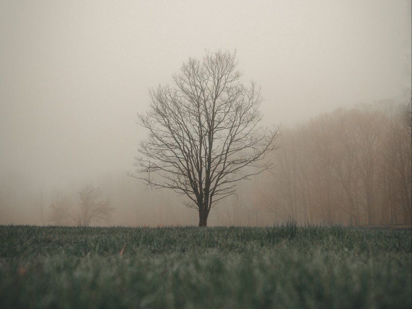 tree fog grass landscape autumn PNG download free