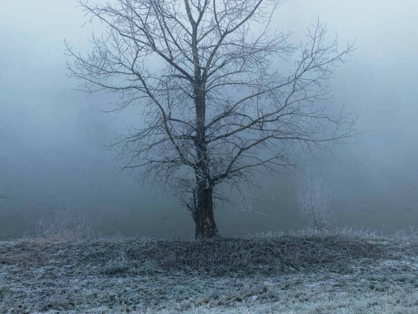 tree fog haze hoarfrost frost PNG with Transparency and Isolation