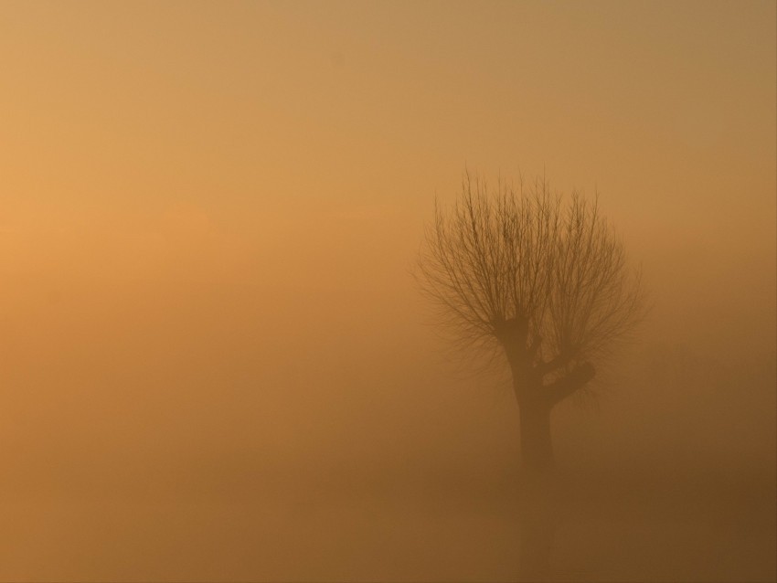 tree fog mist lonely gloomy Transparent PNG stock photos