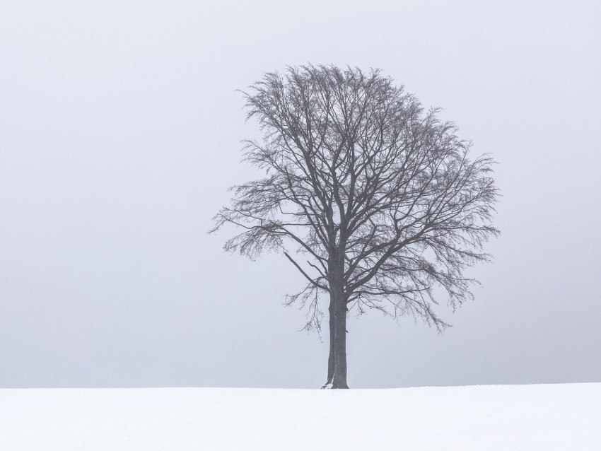 tree fog snow lonely landscape Isolated PNG Element with Clear Transparency
