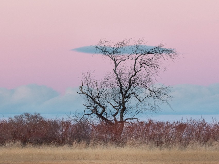 tree horizon minimalism grass clouds PNG transparent backgrounds