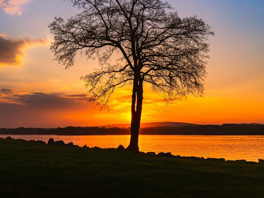 tree lake sunset shore evening landscape Isolated Design Element in PNG Format