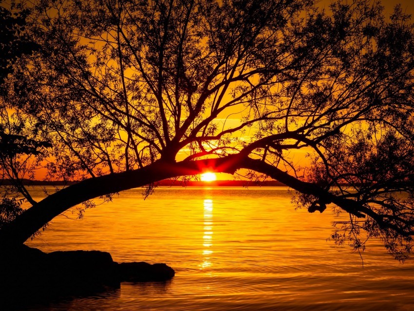tree lake sunset sun sunlight twilight Isolated Object with Transparent Background in PNG