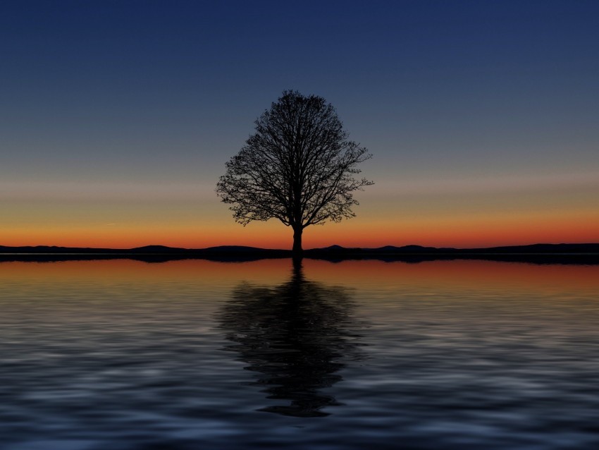 tree lonely horizon reflection sunset minimalism PNG Image with Transparent Isolated Graphic Element