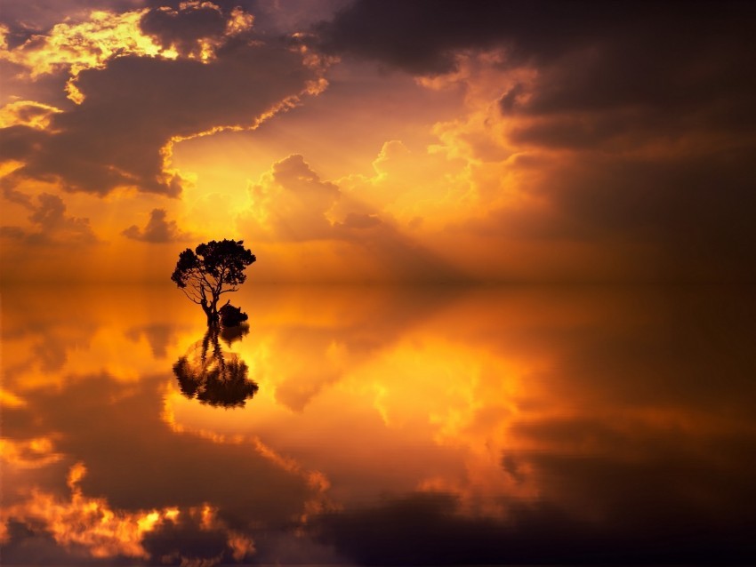 tree lonely reflection sea horizon PNG files with no background free